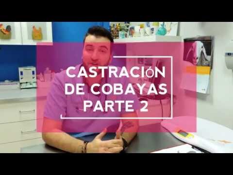 La importancia de la esterilizaci&oacute;n en peque&ntilde;os mam&iacute;feros