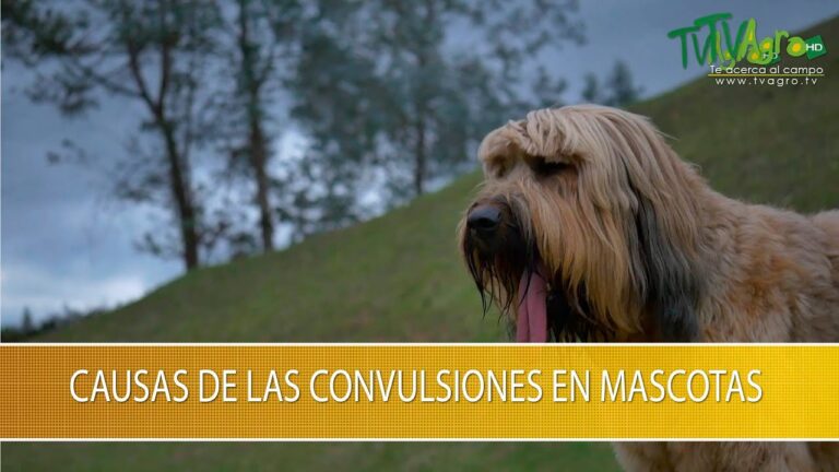Prevenci&oacute;n de Convulsiones en Mascotas: Perros y Gatos