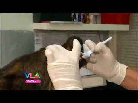 Mejora la Salud Dental de tu Mascota en Nuestra Cl&iacute;nica Veterinaria Especializada