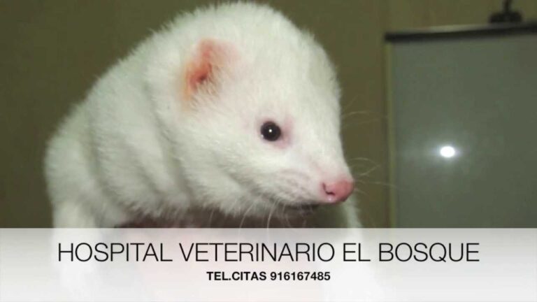 Atenci&oacute;n Veterinaria para Aves Agresivas: Estrategias Efectivas