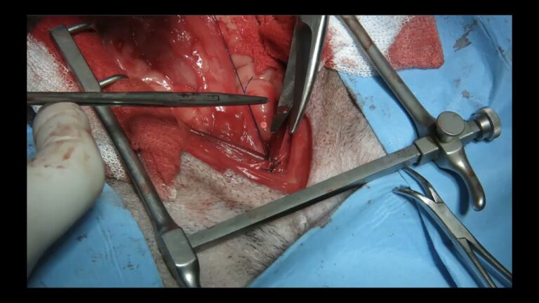 Estrategias Efectivas para la Recuperaci&oacute;n de Cirug&iacute;as de Ri&ntilde;&oacute;n en Animales