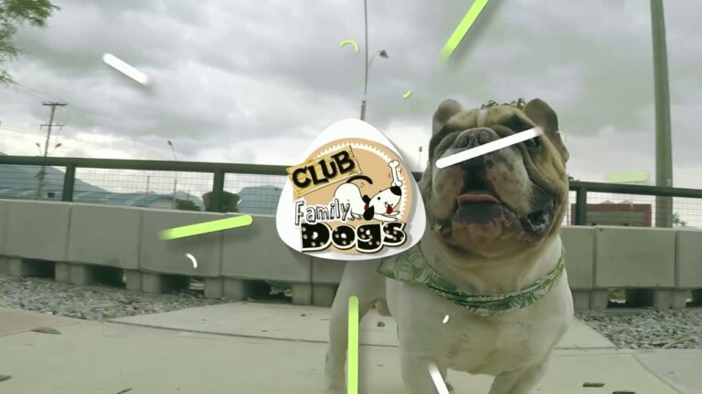 Beneficios de Comprender el Comportamiento Animal en Adopciones