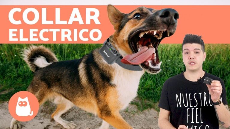 Collares y Correas Duraderas para Mascotas Activas