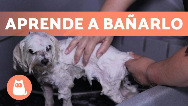 Pasos Esenciales para Ba&ntilde;ar a tu Perro