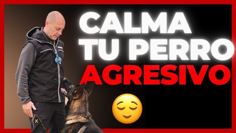 Estrategias Efectivas para Corregir la Dominancia en Mascotas