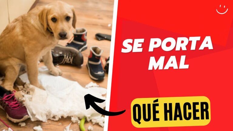 C&oacute;mo corregir comportamientos destructivos en mascotas eficazmente