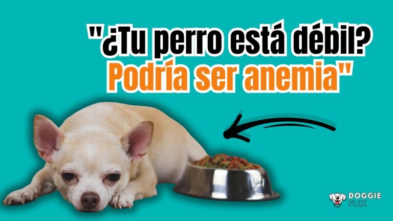 C&oacute;mo Cuidar a una Mascota con Anemia: Gu&iacute;a Pr&aacute;ctica
