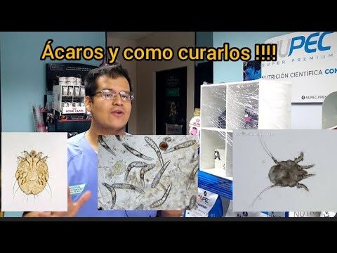 Prevención Efectiva de Infestaciones de Pulgas en Hámsters