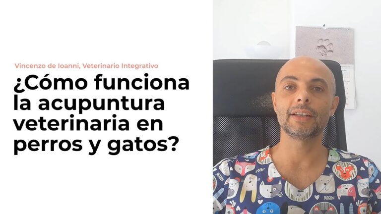 Beneficios de la Acupuntura en Mascotas