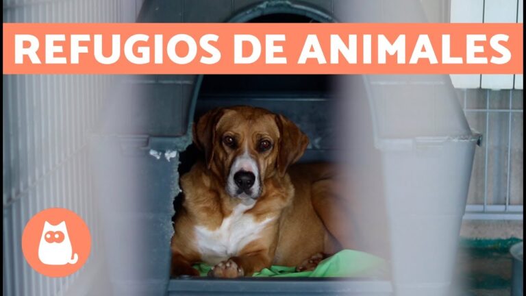 Gu&iacute;a Completa para Visitar un Refugio de Animales