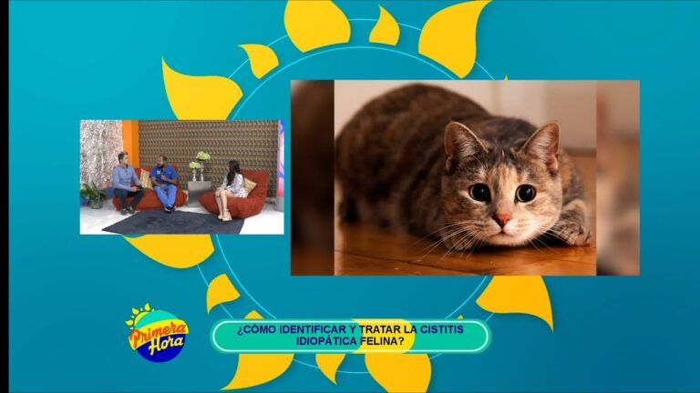 C&oacute;mo Detectar la Cistitis en Tu Mascota