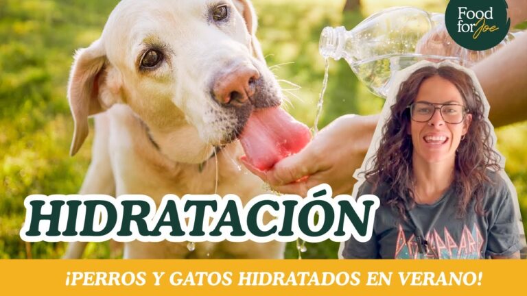 La Nutrici&oacute;n y Su Rol Crucial en la Hidrataci&oacute;n de Mascotas