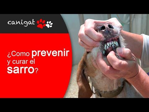Prevenci&oacute;n de Problemas Dentales en Mascotas Peque&ntilde;as