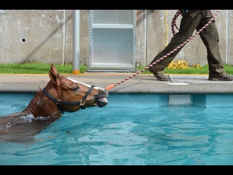 Cuidados Especializados para Caballos en Rehabilitaci&oacute;n