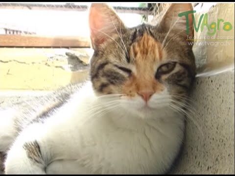 Consecuencias de la Toxoplasmosis en Felinos