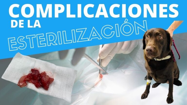 Estrategias Efectivas para la Recuperaci&oacute;n de Cirug&iacute;as de Tejido Subcut&aacute;neo en Mascotas