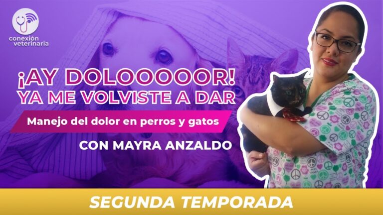 Veterinarios Comparten Su Sabidur&iacute;a sobre Desparasitaci&oacute;n de Mascotas
