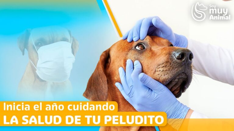 Esenciales para la Salud de tus Mascotas