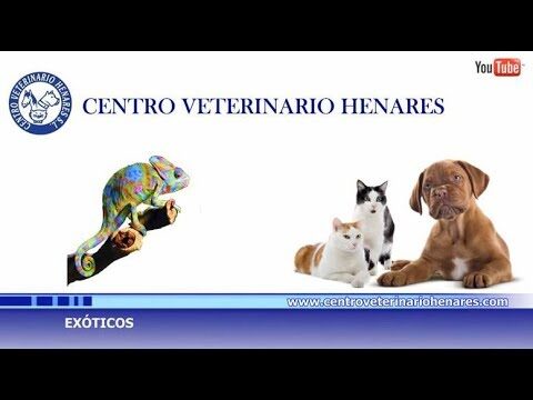 Desparasitaci&oacute;n y Cuidado de Animales Ex&oacute;ticos: Gu&iacute;a Esencial