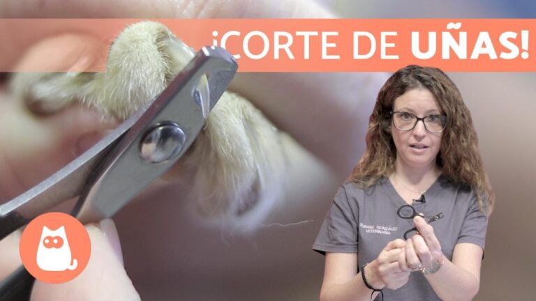 Errores Comunes al Cortar las U&ntilde;as de tus Mascotas