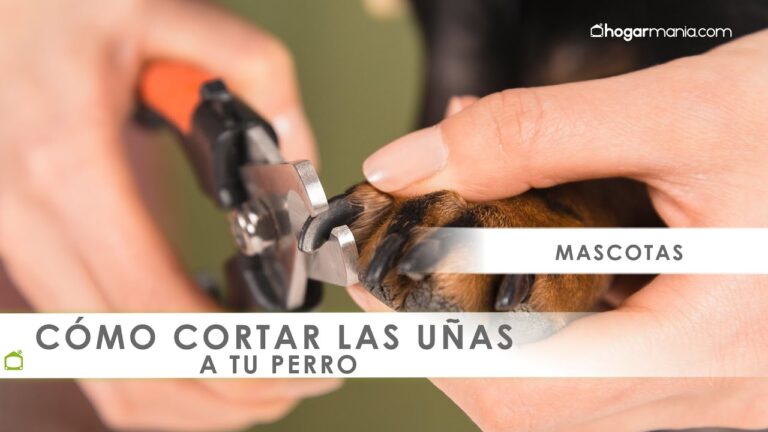 Consejos Esenciales para Cortar las U&ntilde;as de tus Mascotas