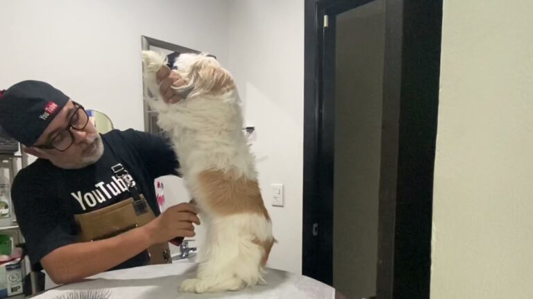 Gu&iacute;a Esencial de Ba&ntilde;o y Grooming para Cachorros