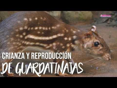 Gu&iacute;a Pr&aacute;ctica para la Crianza de Cr&iacute;as de Peque&ntilde;os Mam&iacute;feros