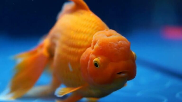 Cuidado Veterinario de Reptiles como Mascotas Ex&oacute;ticas