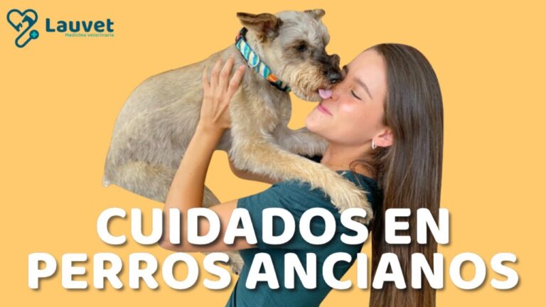 Consejos Esenciales para el Cuidado Geri&aacute;trico de Mascotas