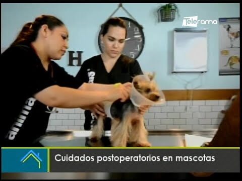 Cuidados Postoperatorios Esenciales para Animales de Compañía