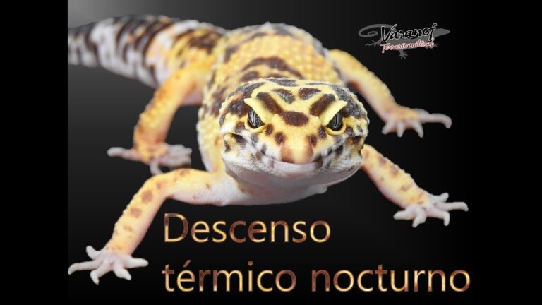 Bienestar T&eacute;rmico en Reptiles: Claves para su Cuidado