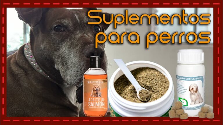 Suplementos Nutricionales: Clave para Mejorar la Calidad de Vida de las Mascotas