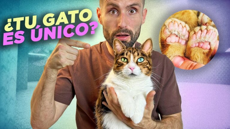 Factores de Riesgo del Síndrome del Gato en Mascotas