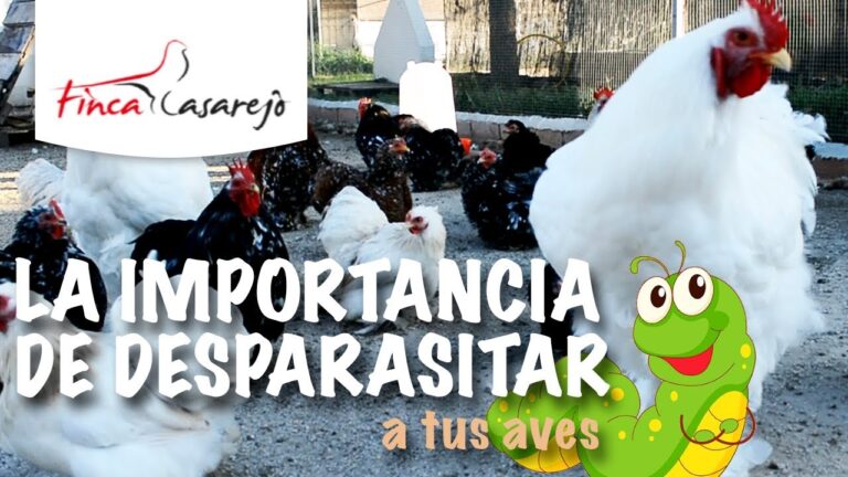 Productos Efectivos para Desparasitar Aves