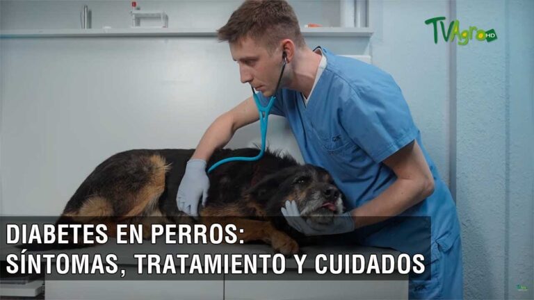 S&iacute;ntomas de Diabetes en Mascotas: Gu&iacute;a Esencial