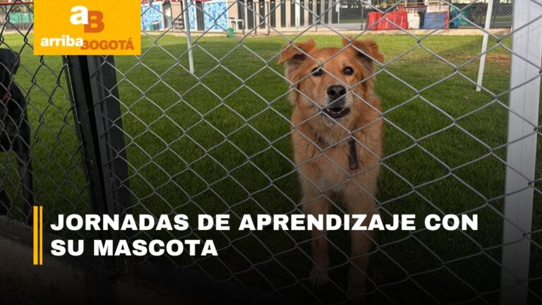 Divertido Aprendizaje a trav&eacute;s del Adiestramiento de Mascotas