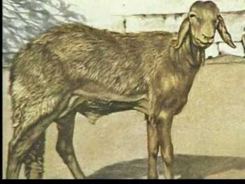 Los Misterios de la Domesticaci&oacute;n Animal