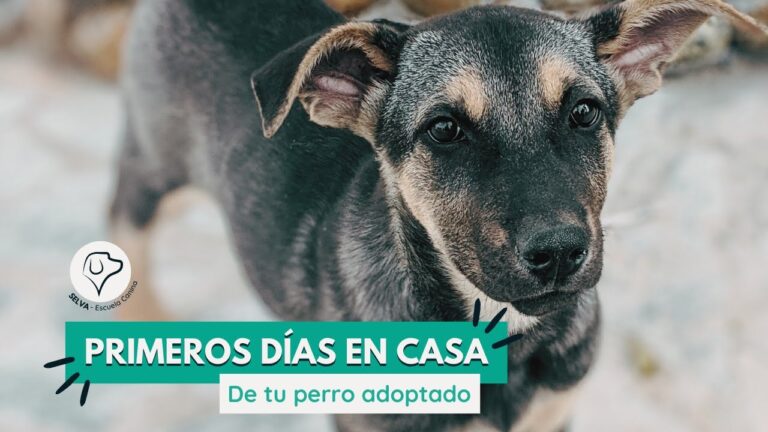 Consejos Pr&aacute;cticos para Adoptar y Adaptar Mascotas