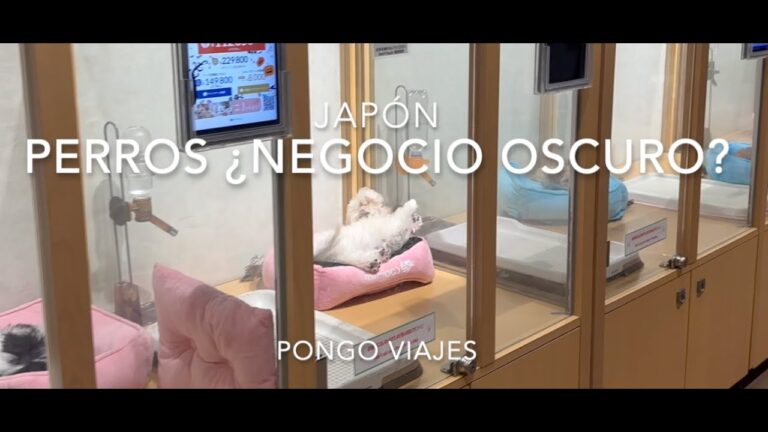 Consejos Éticos para Adoptar Animales Responsablemente