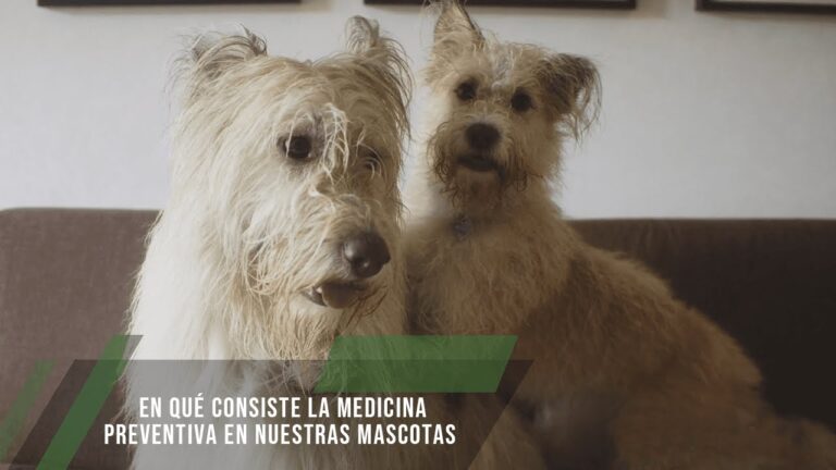 Cuidado de Mascotas: Claves para una Salud Preventiva Optimal