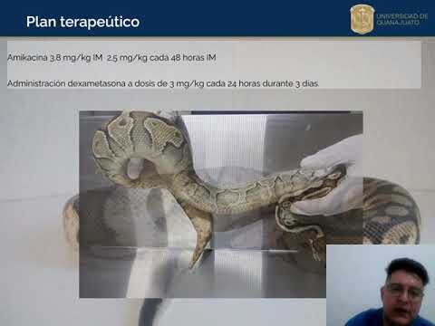 Neumon&iacute;a en Reptiles: Un Problema Com&uacute;n y Sus Implicaciones