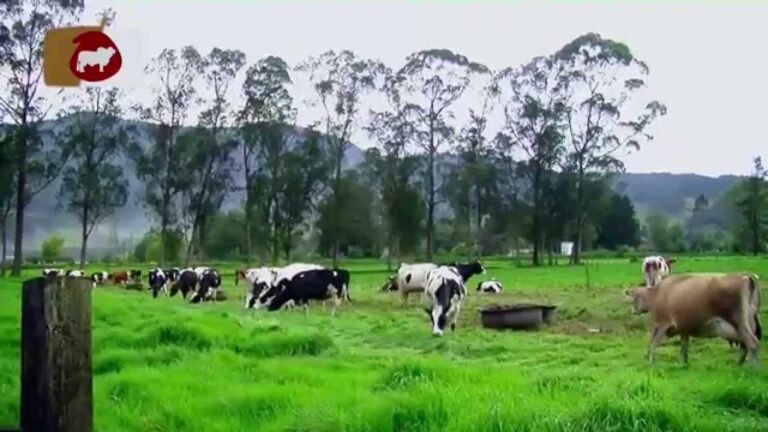 Impacto de las Enfermedades Reproductivas en la Cr&iacute;a de Animales