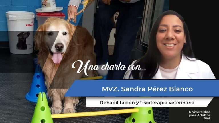 Mejora de la Calidad de Vida en Animales mediante Cirug&iacute;as