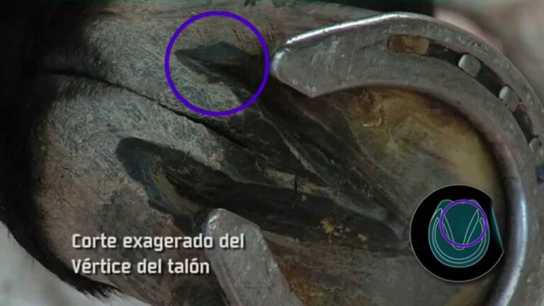 Beneficios de un Herraje Efectivo en Caballos y Equinos
