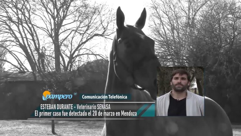 Prevenci&oacute;n de Plagas en Equinos: Medidas Veterinarias Efectivas