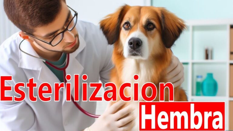 Riesgos y Beneficios de la Cirug&iacute;a de Tumores Mamarios en Mascotas