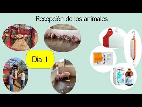 Nutrici&oacute;n Animal: Pilar Fundamental en las Dietas Veterinarias