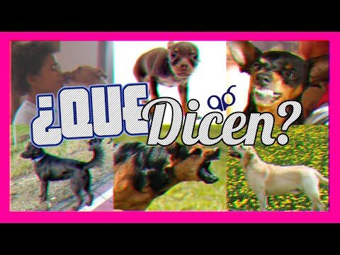 Bienestar Veterinario y Comunicaci&oacute;n No Verbal