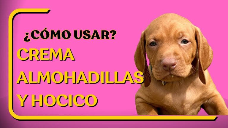 Innovaciones en Productos para la Salud y Bienestar de Mascotas