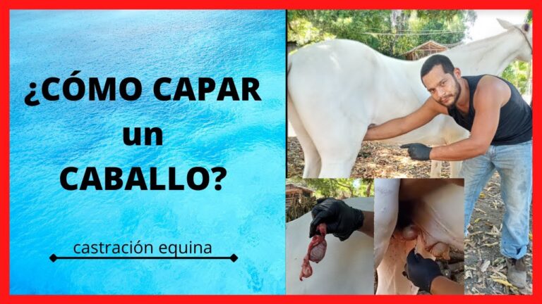 Beneficios de la Esterilización Equina para la Salud
